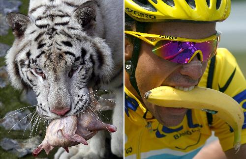 The tiger chooses chicken for dinner. Winner of Tour of France 2009 Alberto Contador Velasco prefers to bite a banana during the competition![Xinhua File Photo]