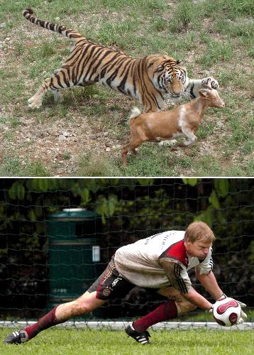 The tiger spings on prey. German goalkeeper Oliver Rolf Kahn springs to capture a shooting football. [Xinhua File Photo]