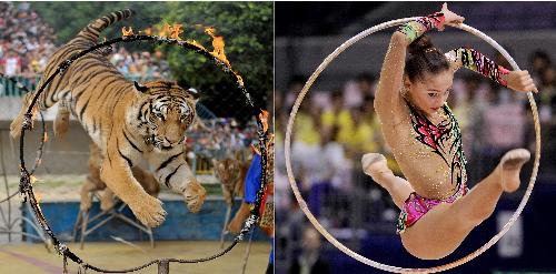 Jumping through a hoop? It is easy for both the tiger and Russian gymnast Daria Kondakova! [Xinhua File Photo]