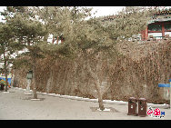 Beihai Park is one of the oldest, largest and best-preserved of the ancient imperial gardens in China and it is conveniently located in the very center of Beijing. Beihai literally means 'Northern Sea'. There are also corresponding 'Central' and 'Southern Seas' – both are located in an area called Zhongnanhai. This region is also quite famous because it houses China's paramount leaders. [Photo by Dong Qingpei]