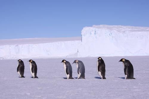 Emperor penguins are seen walking on the icecap in this file photo taken in Antarctica on Dec. 15, 2009. [Xinhua] 