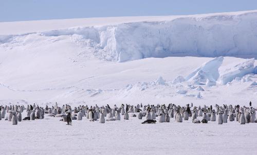 Emperor penguins gather aroung China&apos;s Zhongshan Station in Antarctica in this file photo taken in Antarctica on Dec. 15, 2009. [Xinhua]