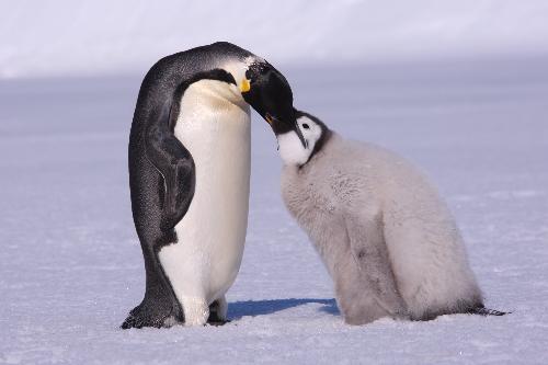 An Emperor penguin feeds its chick in this file photo taken in Antarctica on Dec. 15, 2009.[Xinhua]