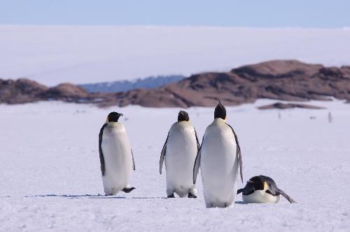 Emperor penguins are seen looking around on the icecap in this file photo taken in Antarctica on Dec. 15, 2009. [Xinhua]