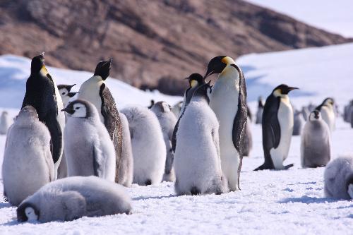 Chicks of emperor penguins are seen in a creche, huddling together for warmth and protection as their parents forage at sea, in this file photo taken in Antarctica on Dec. 15, 2009.[Xinhua]