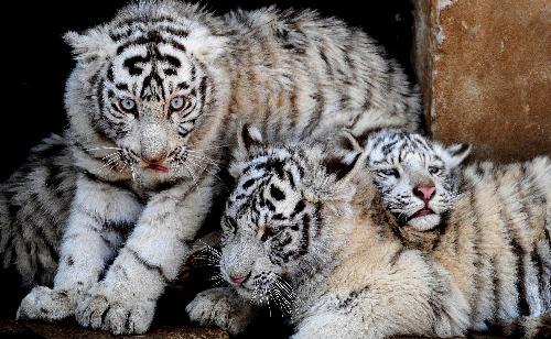 White tiger cubs of about 100 days&apos; old play in an enclosure at the Yunnan Wild Animals Park in Kunming, capital of southwest China&apos;s Yunnan Province, Feb. 10, 2010. The white tigers in the zoo attracted huge crowds as the Chinese year of tiger approaches. [Xinhua] 