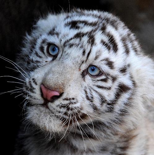 A white tiger cub of about 100 days&apos; old is seen in an enclosure at the Yunnan Wild Animals Park in Kunming, capital of southwest China&apos;s Yunnan Province, Feb. 10, 2010. [Xinhua]