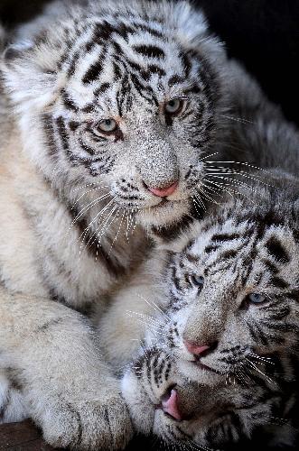 White tiger cubs of about 100 days&apos; old play in an enclosure at the Yunnan Wild Animals Park in Kunming, capital of southwest China&apos;s Yunnan Province, Feb. 10, 2010.[Xinhua]