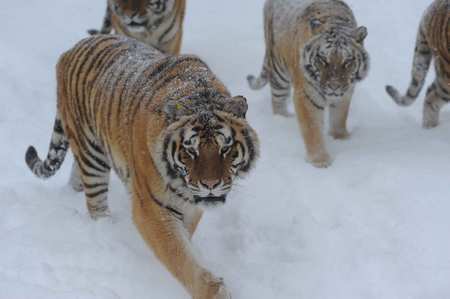 Siberian tigers stroll in snow Monday at the Hengdaohezi animal breeding center in northeastern Heilongjiang Province. The number of tigers in the center exceeds 900 and is expected to reach 1,000 by the end of the year. [Photo: CFP]