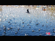 Green Lake Park (Cuihu Park), is an urban park in Kunming, Yunnan Province, China. Green Lake is surrounded by restaurants and tea houses (some with rooftop dining), shops, and hotels. Two long dikes divide the lake into 4 small lakes linked by traditional Chinese bridges. [Photo by Wang Xinling]