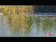 Green Lake Park (Cuihu Park), is an urban park in Kunming, Yunnan Province, China. Green Lake is surrounded by restaurants and tea houses (some with rooftop dining), shops, and hotels. Two long dikes divide the lake into 4 small lakes linked by traditional Chinese bridges. [Photo by Wang Xinling]