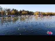 Green Lake Park (Cuihu Park), is an urban park in Kunming, Yunnan Province, China. Green Lake is surrounded by restaurants and tea houses (some with rooftop dining), shops, and hotels. Two long dikes divide the lake into 4 small lakes linked by traditional Chinese bridges. [Photo by Wang Xinling]