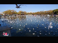 Green Lake Park (Cuihu Park), is an urban park in Kunming, Yunnan Province, China. Green Lake is surrounded by restaurants and tea houses (some with rooftop dining), shops, and hotels. Two long dikes divide the lake into 4 small lakes linked by traditional Chinese bridges. [Photo by Wang Xinling]