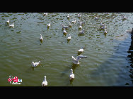 Green Lake Park (Cuihu Park), is an urban park in Kunming, Yunnan Province, China. Green Lake is surrounded by restaurants and tea houses (some with rooftop dining), shops, and hotels. Two long dikes divide the lake into 4 small lakes linked by traditional Chinese bridges. [Photo by Wang Xinling]