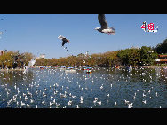 Green Lake Park (Cuihu Park), is an urban park in Kunming, Yunnan Province, China. Green Lake is surrounded by restaurants and tea houses (some with rooftop dining), shops, and hotels. Two long dikes divide the lake into 4 small lakes linked by traditional Chinese bridges. [Photo by Wang Xinling]