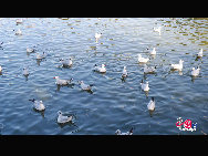 Green Lake Park (Cuihu Park), is an urban park in Kunming, Yunnan Province, China. Green Lake is surrounded by restaurants and tea houses (some with rooftop dining), shops, and hotels. Two long dikes divide the lake into 4 small lakes linked by traditional Chinese bridges. [Photo by Wang Xinling]