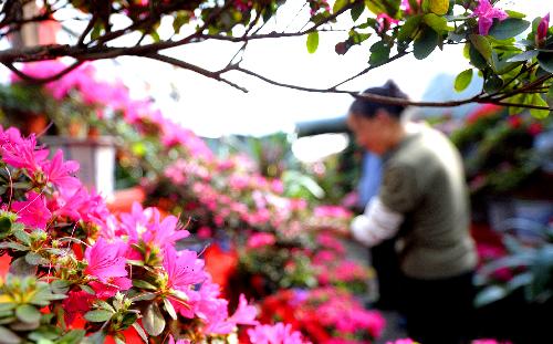 A citizen chooses flowers at a market in Lhasa, capital of southwest China's Tibet Autonomous Region, Feb. 11, 2010, during the preparation for the Spring Festival and Tibetan Losar. 