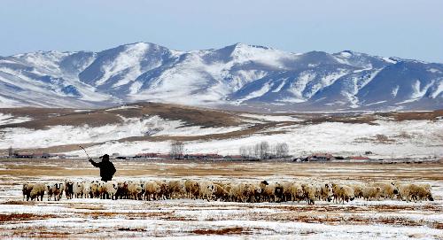 A herdsman drives sheep home in Xilingol League of north China's Inner Mongolia Autonomous Region, Feb. 10, 2010.