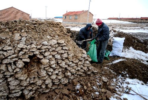 Herdsmen move cow droppings served for fuel in Xilingol League of north China's Inner Mongolia Autonomous Region, Feb. 10, 2010.