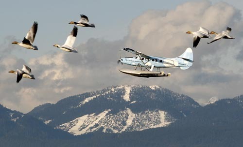Snow geese and a float plane pass Cypress Mountain prior to the Vancouver 2010 Winter Olympic Games February 9, 2010. The contrast of severe snow blizzards on North America's Atlantic coast and unusually warm weather on the Pacific side of the continent has left Vancouver itself bereft of snow, an unusual situation for a Winter Olympics host city.