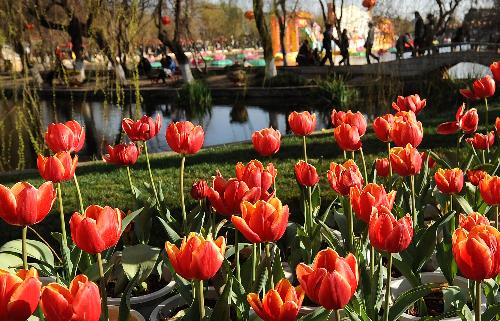  People appreciate flowers at Daguan park in Kunming, capital of southwest China's Yunnan Province, Feb. 15, 2010. Flowers are blossoming in kunming during the Chinese lunar New Year, which falls on Feb. 14 this year.