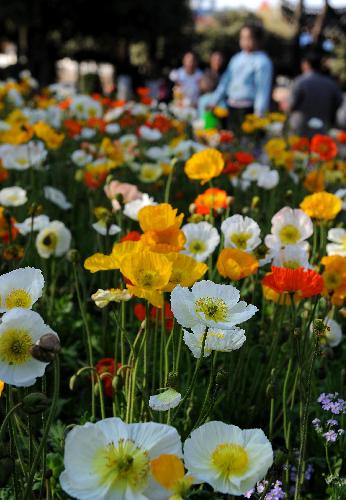 People appreciate flowers at Daguan park in Kunming, capital of southwest China's Yunnan Province, Feb. 15, 2010.