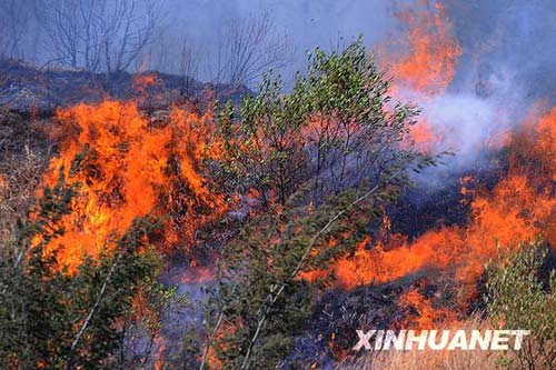 A forest fire has been raging for two days on Mt. Cangshan.