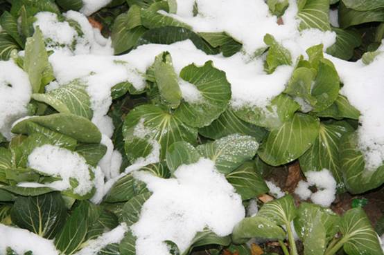 The snow-clad rapes in the garden seem much greener and fresher than before. [Elaine Duan/China.org.cn]