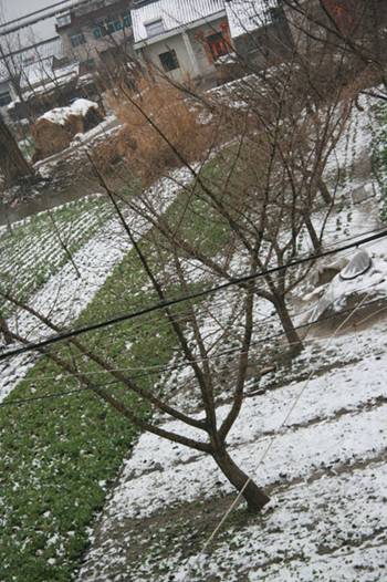 The timely snowfall, seen around Gingkoes in one of Huangqiao&apos;s open fields, is good for the coming year&apos;s harvest. [Elaine Duan/China.org.cn]