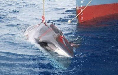 A whale is slowly dragged on board a Japanese ship after being harpooned in Antarctic waters in this 2008 handout photo from the Australian Customs Service. [CCTV]