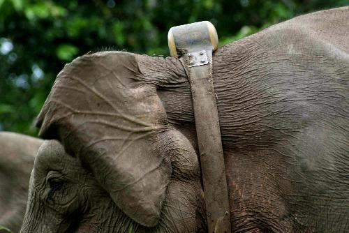 A Borneo pygmy elephant with a satellite tracking collar is seen in Kinabatangan, Sabah, eastern Malaysia, Feb. 20, 2010. Researchers on Saturday put satellite tracking collars on one male and two female Borneo pygmy elephants, in an attempt to track the different behavior and habit between the two genders. Borneo pygmy elephant, which only exist on the northeastern tip of the Borneo island, are under the threat from the shrinking habitat. [Xinhua]