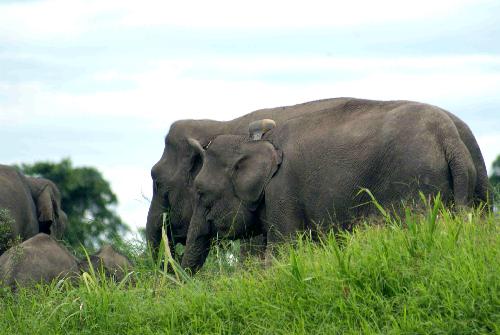 A Borneo pygmy elephant with a satellite tracking collar (front) is seen in Kinabatangan, Sabah, in eastern Malaysia, Feb. 20, 2010. Researchers on Saturday put satellite tracking collars on one male and two female Borneo pygmy elephants, in an attempt to track the different behavior and habit between the two genders. Borneo pygmy elephant, which only exist on the northeastern tip of the Borneo island, are under the threat from the shrinking habitat. [Xinhua]