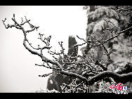 Photo shows the imposing snowy view of the Huangshan Mountain, east China's Anhui Province. [Photo by Sala]