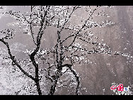 Photo shows the imposing snowy view of the Huangshan Mountain, east China's Anhui Province. [Photo by Sala]