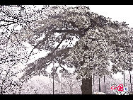 Photo shows the imposing snowy view of the Huangshan Mountain, east China's Anhui Province. [Photo by Sala]