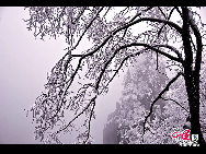 Photo shows the imposing snowy view of the Huangshan Mountain, east China's Anhui Province. [Photo by Sala]