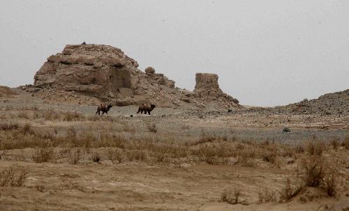  Two Bactrian camels walk at the Lop Nur Bactrian Camel Nature Reserve in northwest China&apos;s Xinjiang Uygur Autonomous Region, Feb. 19, 2010. The number of Bactrian Camels in the Lop Nur has increased due to protection in these years.[Wang Yongji/Xinhua]