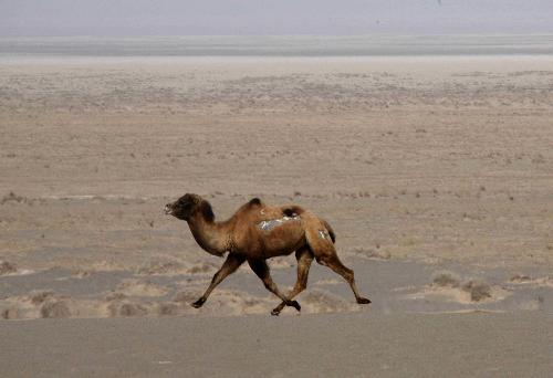 A Bactrian camel runs at the Lop Nur Bactrian Camel Nature Reserve in northwest China&apos;s Xinjiang Uygur Autonomous Region, Feb. 19, 2010. The number of Bactrian Camels in the Lop Nur has increased due to protection in these years. [Wang Yongji/Xinhua]