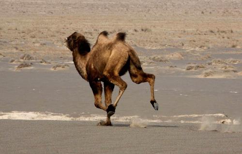  A Bactrian camel runs at the Lop Nur Bactrian Camel Nature Reserve in northwest China&apos;s Xinjiang Uygur Autonomous Region, Feb. 19, 2010. The number of Bactrian Camels in the Lop Nur has increased due to protection in these years. [Wang Yongji/Xinhua]