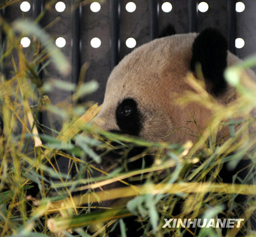 American-born panda Tai Shan in its new home in southwest China's Sichuan Province