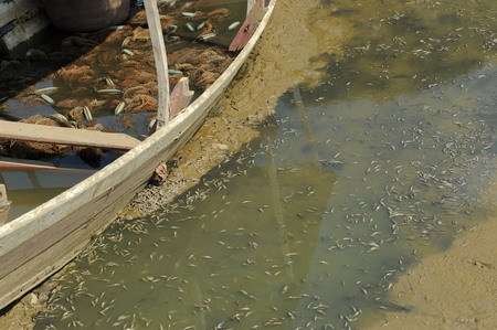 A swarm of dead fish are seen at the bottom of a reservoir in the Bouyei and Miao autonomous prefecture, southwest China's Guizhou province, February 23, 2010. [Xinhua photo]