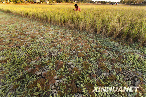 The El Nino-induced dryspell has damaged 3.7 billion pesos (US$80.2 million) worth of crops in the Philippines, the country's agricultural department said Wednesday.