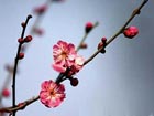 Int'l Plum Blossom Festival draws crowds in Nanjing