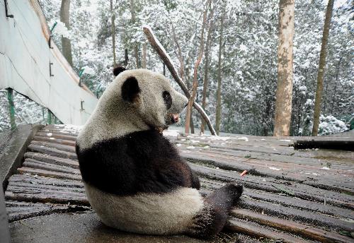 American-born panda Tai Shan enjoys the snow scene in Wolong Nature Reserve in southwest China's Sichuan Province, Feb. 17, 2010. Tai Shan is adapting well to life in his new home in southwest China's Sichuan Province after returning to China. He will begin to receive visitors on March 5 after one-month quarantine.[Xinhua]