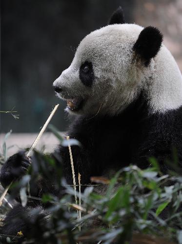 American-born panda Tai Shan eats bamboo in Wolong Nature Reserve in southwest China's Sichuan Province, Feb. 23, 2010. Tai Shan is adapting well to life in his new home in southwest China's Sichuan Province after returning to China. He will begin to receive visitors on March 5 after one-month quarantine. [Xinhua]