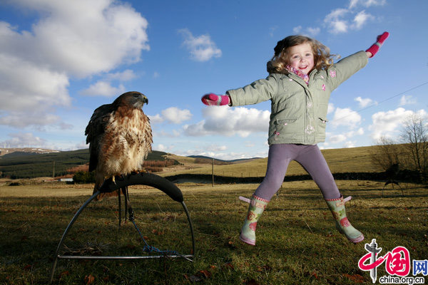 3 year old Aibhlyn Fergusson gets to grips with Awkward, a Red Tailed Buzzard belonging to her dad Grant who has his own Falconry business in the Scottish borders. [CFP]