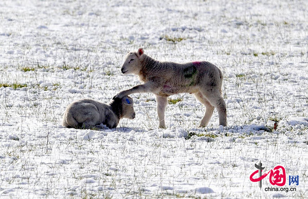 The photo taken on Feb. 22, 2010 shows lambs in a snow covered field in Catterick, North Yorkshire, try to keep warm as snow is forecast to spread across many parts of the UK again. [CFP]