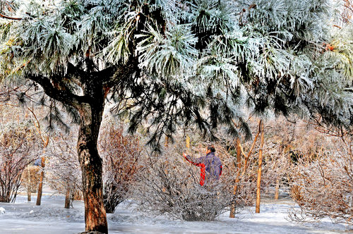 A pine tree is covered with thick ice in a park in Shenyang, capital of northeast China's Liaoning province, February 25, 2010. The severest frozen rain since 1999 hit the area on Wednesday night, stranding railway and highway passengers and making it hard for people to get to work. [CFP] 