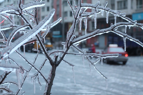 Thick ice covers plants in Shenyang, capital of northeast China's Liaoning province, February 25, 2010. [CFP]