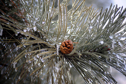 Pine needles are covered with thick ice in Shenyang, capital of northeast China's Liaoning province, February 25, 2010. [CFP]